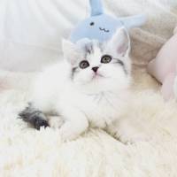 [데못죽]아이돌?하기 싫습니다!안해요!