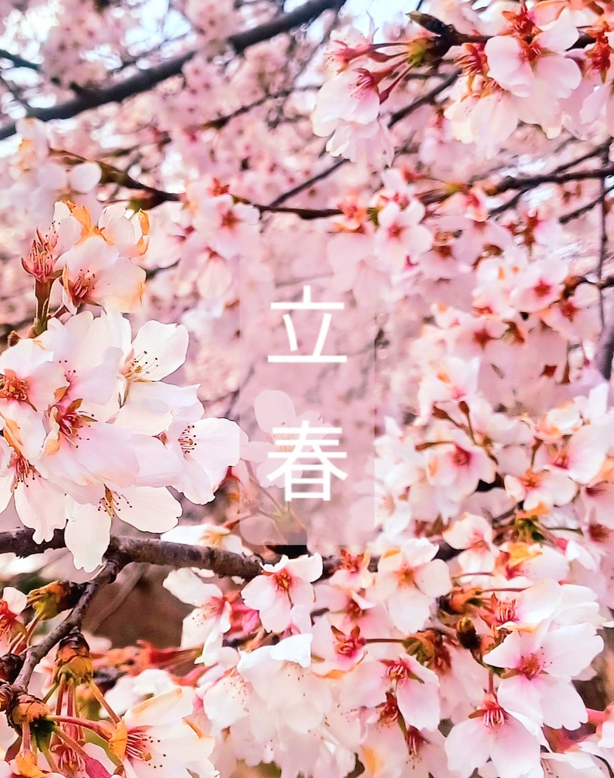 [원피스]立春