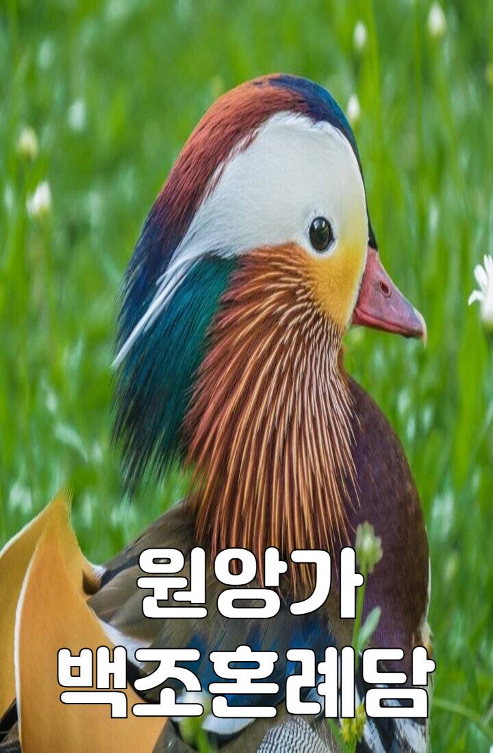 원앙가 백조혼례담
