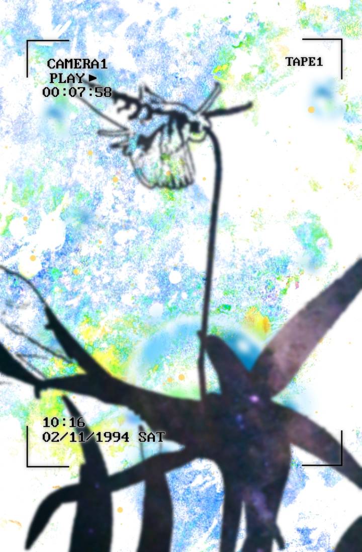 [명일방주]Project : Angraecum(다윈난초)
