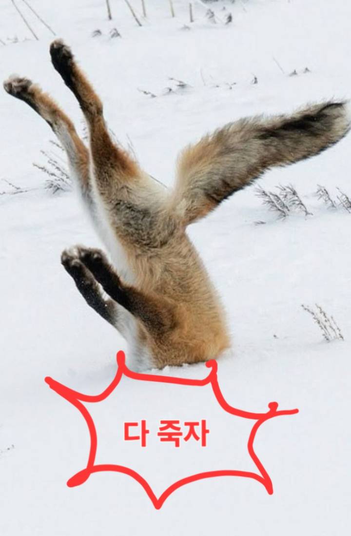 [치이카와] 먼작귀에서 능글캐로 살 수 없어
