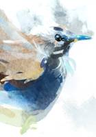 Bird in shelter