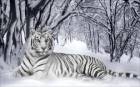 White Death