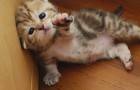 비가 내리는 도시와 우울한 고양이