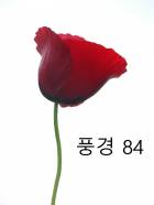풍경 84