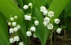 [해리포터]Lily of the valley