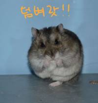 비단털쥐의 우주 정복기