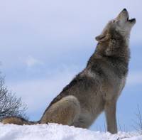 [해리포터/번역] And the Wolves All Cry