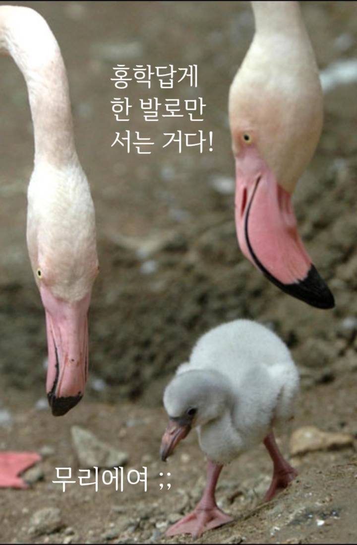 [원피스] 살려주시라요