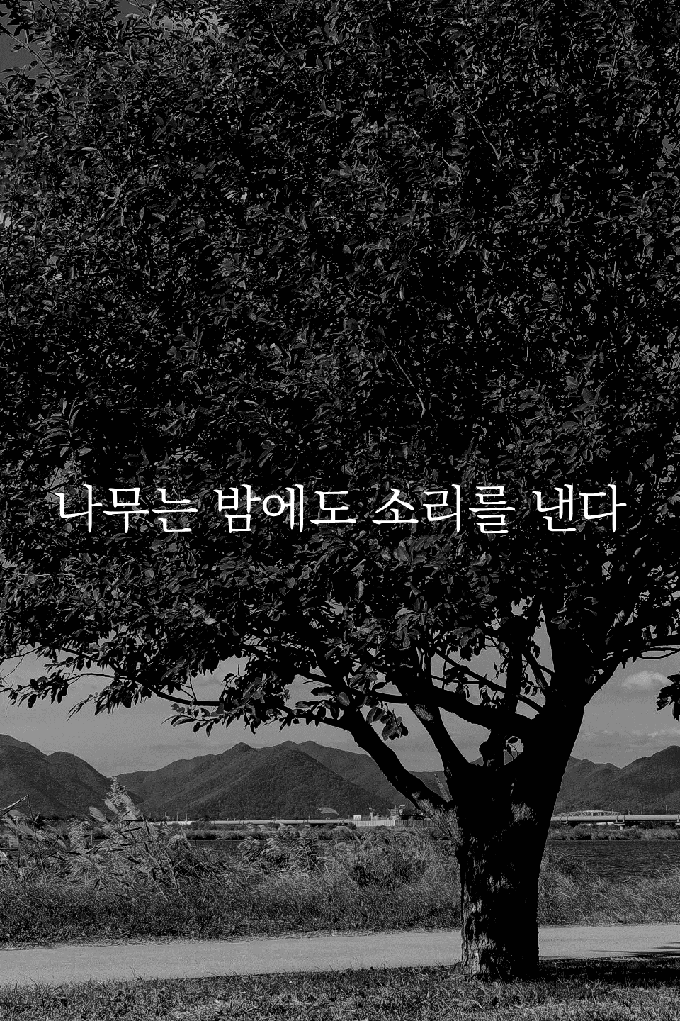 나무는 밤에도 소리를 낸다