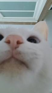 냥뇽냥