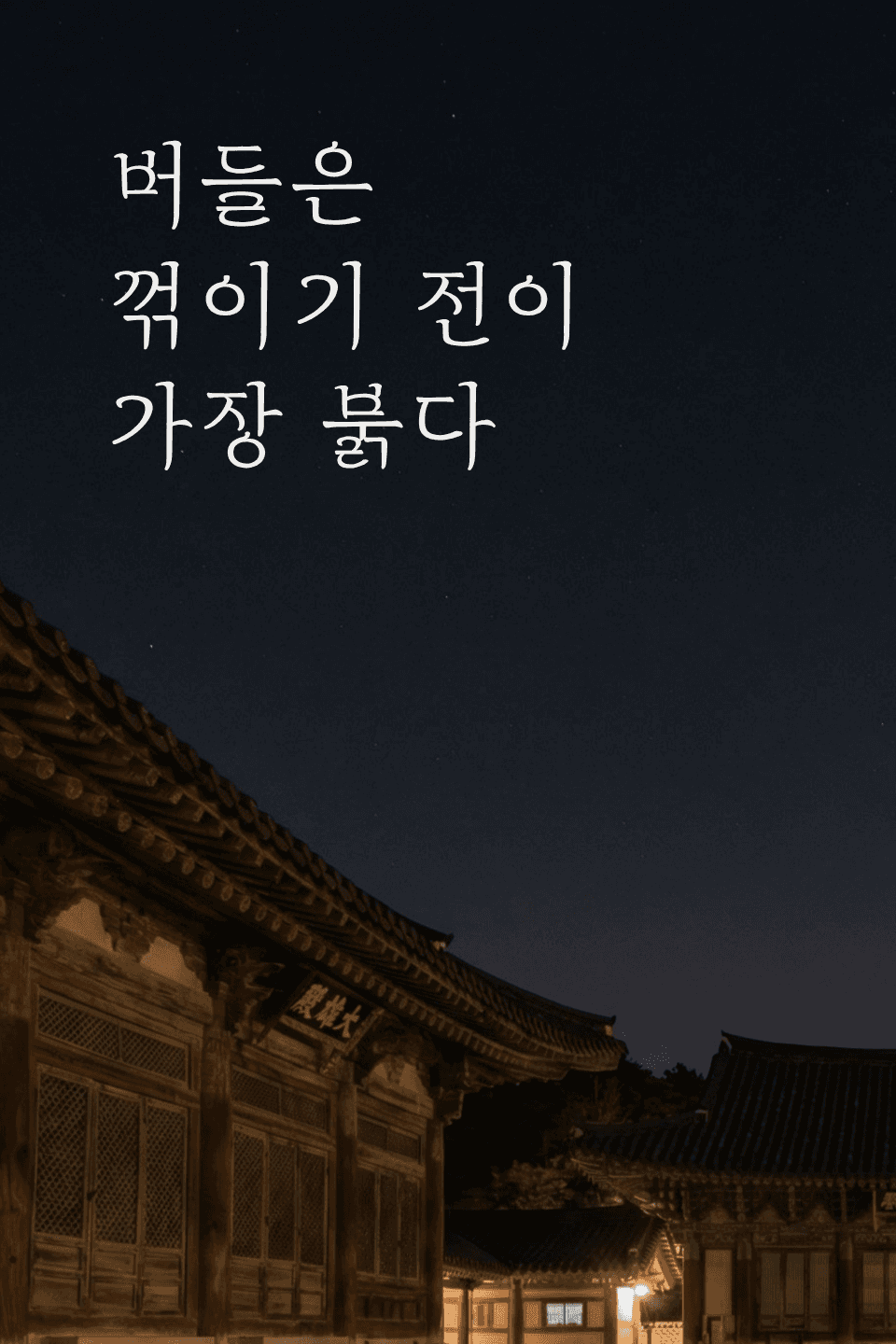 버들은 꺾이기 전이 가장 붉다