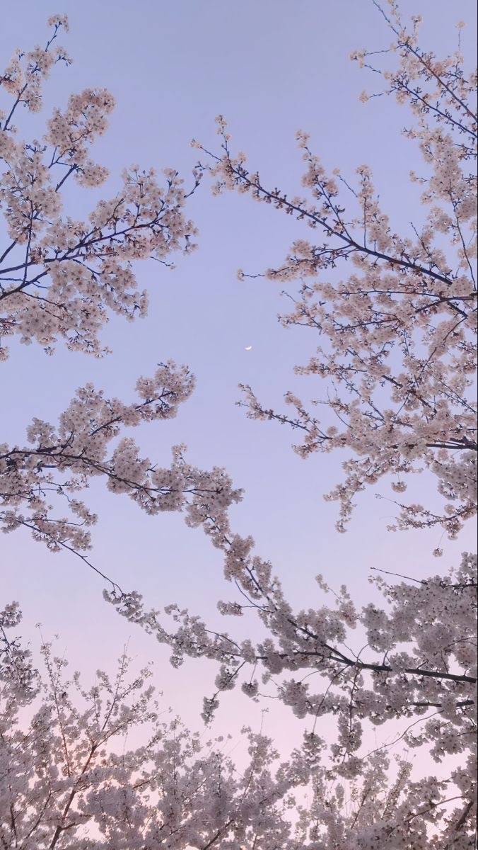 백화언덕