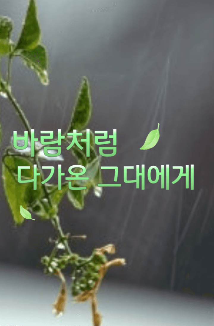 조아라 : 스토리 본능을 깨우다, image size:720x1098