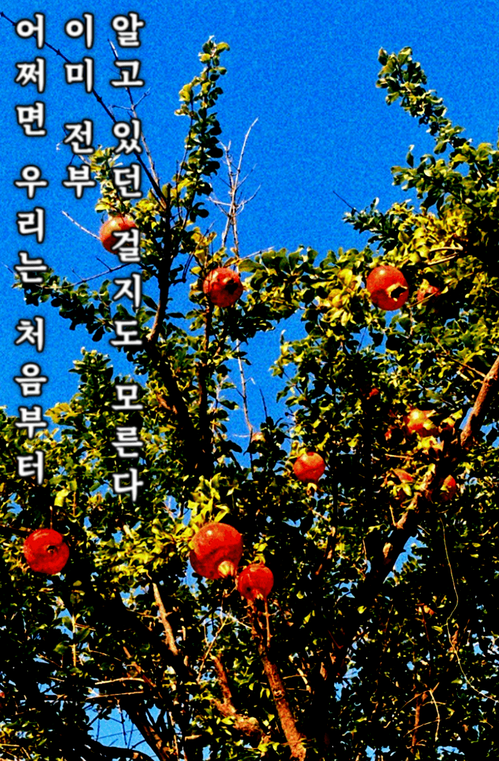어쩌면 우리는 처음부터 이미 전부 알고 있던 걸지도 모른다