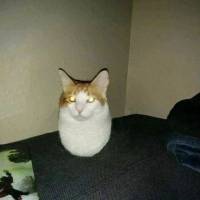 습작