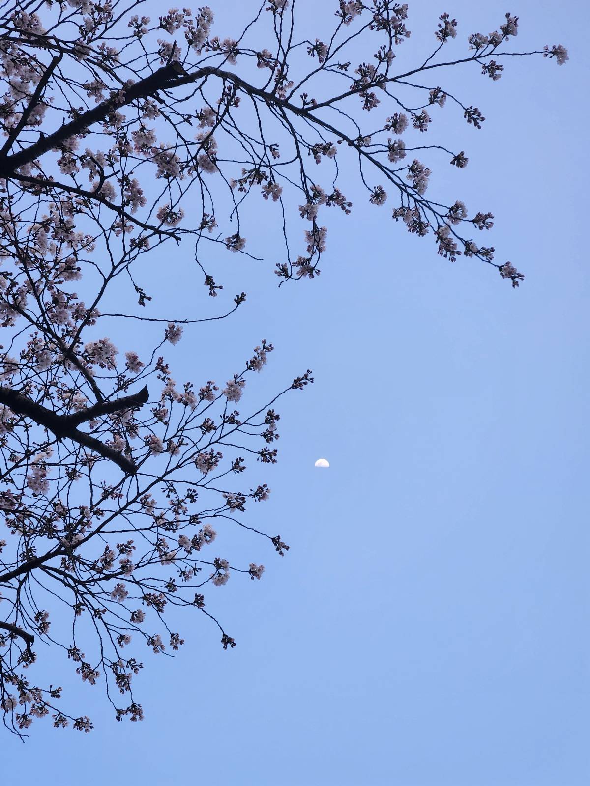 [하이큐] 꽃의 죽음