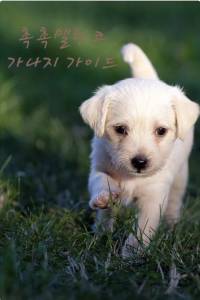조아라 : 스토리 본능을 깨우다