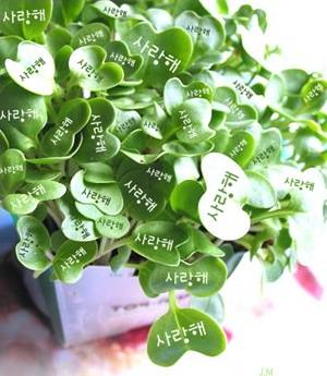 커플 매니저(완결)