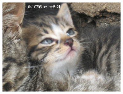 제 이름은 바보입니다.